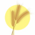 Vector of Dried Wheat Ear Spikelets with Grains. Realistic Wheat Bunch on White Background. Royalty Free Stock Photo