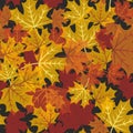 Vector dry Maple Leaves on black background Leaves Illustration Autumn Leaves Royalty Free Stock Photo