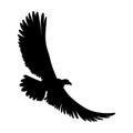 Vector Eagle silhouette isolated on white background. Flying bird silhouette. This Bald Eagle illustration can be used Royalty Free Stock Photo