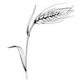 Vector ear of wheat. Black and white engraved ink art. Isolated spica illustration element.