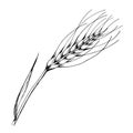 Vector ear of wheat. Black and white engraved ink art. Isolated spica illustration element.