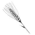 Vector ear of wheat. Black and white engraved ink art. Isolated spica illustration element. Royalty Free Stock Photo