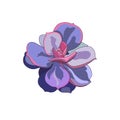 Vector Echeveria Pearl von Nurnberg in Cartoon style, ourlined blue pink leaved succulent on white isolated background, isolated