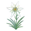 Vector Edelweiss or Leontopodium alpinum. Blooming flower and green leaves isolated on white background. Symbol of Alp Mountains. Royalty Free Stock Photo