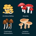 Vector edible natural mushrooms in nature set, organic vegetable food collection of illustrations, forest