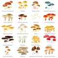 Vector edible natural mushrooms in nature set, organic vegetable food collection of illustrations, forest