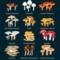 Vector edible natural mushrooms in nature set, organic vegetable food collection of illustrations, forest