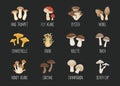 Vector Edible and Poisonous Inedible Mushrooms. Hand Drawn Cartoon Mushroom Icon Set. Different Mushrooms Isolated. Fly