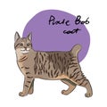 Pixie Bob cat, vector illustration Royalty Free Stock Photo
