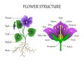 Vector education diagram of botany and biology, the structure of the flower in a section. Banner study scheme, illustration.