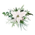 Vector elegant creamy white poinsettia flower, Christmas tree branches, eucalyptus greenery, green leaves, berry bouquet. Forest