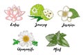 Vector engraved organic herbs, spices and flowers collection for posters, decoration, packaging, logo.