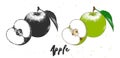 Hand drawn sketch of apple in monochrome and colorful. Detailed vegetarian food drawing. Royalty Free Stock Photo