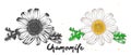 Hand drawn sketch of chamomile flower in monochrome and colorful. Detailed vegetarian food drawing.