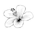 Hand drawn sketch of hawaiian hibiscus flower in black isolated on white background. Detailed vintage etching style drawing. Royalty Free Stock Photo