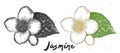 Hand drawn sketch of jasmine flower in monochrome and colorful. Detailed vegetarian food drawing. Royalty Free Stock Photo