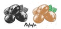 Hand drawn sketch of potato in monochrome and colorful. Detailed vegetarian food drawing.