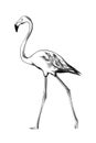 Hand drawn sketch of flamingo bird in black isolated on white background. Detailed vintage etching style drawing. Royalty Free Stock Photo