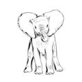 Hand drawn sketch of little elephant in black isolated on white background. Detailed vintage etching style drawing
