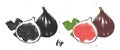 Hand drawn sketch of fresh figs in monochrome and colorful. Detailed vegetarian food drawing