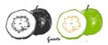 Hand drawn sketch of guava fruit in monochrome and colorful. Detailed vegetarian food drawing