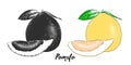 Hand drawn sketch of pomelo fruit in monochrome and colorful. Detailed vegetarian food drawing