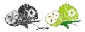 Hand drawn sketch of soursop or guanabana in monochrome and colorful. Detailed vegetarian food drawing