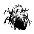 Hand drawn sketch of anatomical heart in monochrome isolated on white background. Detailed vintage woodcut style drawing. Royalty Free Stock Photo