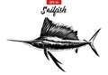 Hand drawn sketch of sailfish in black isolated on white background. Detailed vintage etching style drawing. Royalty Free Stock Photo