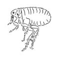 Vector engraving antique illustration of flea isolated on white background