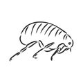 Vector engraving antique illustration of flea isolated on white background