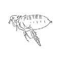 Vector engraving antique illustration of flea isolated on white background