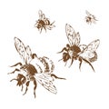 Vector engraving antique illustration of honey flying bees