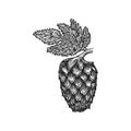Vector engraving hops cone illustration Royalty Free Stock Photo