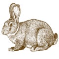 Vector engraving rabbit on white background