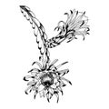 Vector Epiphyllum cactus branches with flowers. Black and white outline illustration of dragon fruit graphic clipart