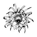 Vector Epiphyllum cactus flower front view. Black and white line illustration of or dragon fruit flower graphic