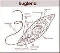 Vector Euglena Cross Section Diagram representative protists euglenoid plant like and animal like microscopic creature with all c