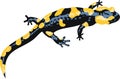 Vector Europaean fire salamander Royalty Free Stock Photo