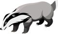 Vector European badger