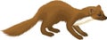 Vector European pine marten illustration