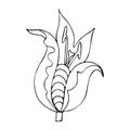 Vector exotic flower bud, outline hand-drawn doodle style, linear drawing, isolated on white Royalty Free Stock Photo