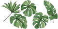 Vector Exotic tropical hawaiian summer. Green engraved ink art. Isolated leaf illustration element. Royalty Free Stock Photo