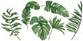 Vector Exotic tropical hawaiian summer. Green engraved ink art. Isolated leaf illustration element. Royalty Free Stock Photo