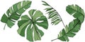 Vector Exotic tropical hawaiian summer. Green engraved ink art. Isolated leaf illustration element. Royalty Free Stock Photo