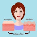 Vector face and two types of skin - aged and young Royalty Free Stock Photo