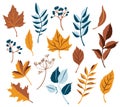 Vector fall clipart. Autumn leaves and berries. Orange and blue colors. Thanksgiving day set.