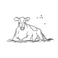 Vector farm animal. Cow young red spotted with tag on ear lying on hay and chews grass, flying around it flies. Sketch