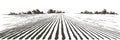 Vector farm field landscape. Furrows pattern in a plowed prepared for crops planting. Vintage realistic engraving sketch