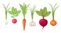 Farm vegetables harvest set with carrot, onion, garlic, radish, beet root
